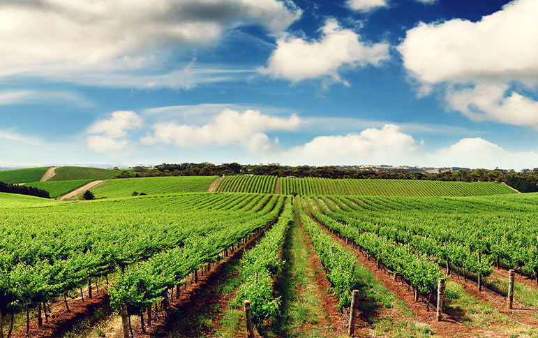 Agriculture et agro-industrie